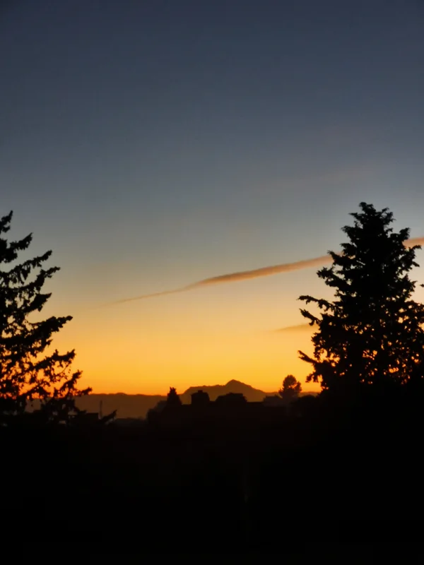 Dark tree silhouettes against a golden evening sky
